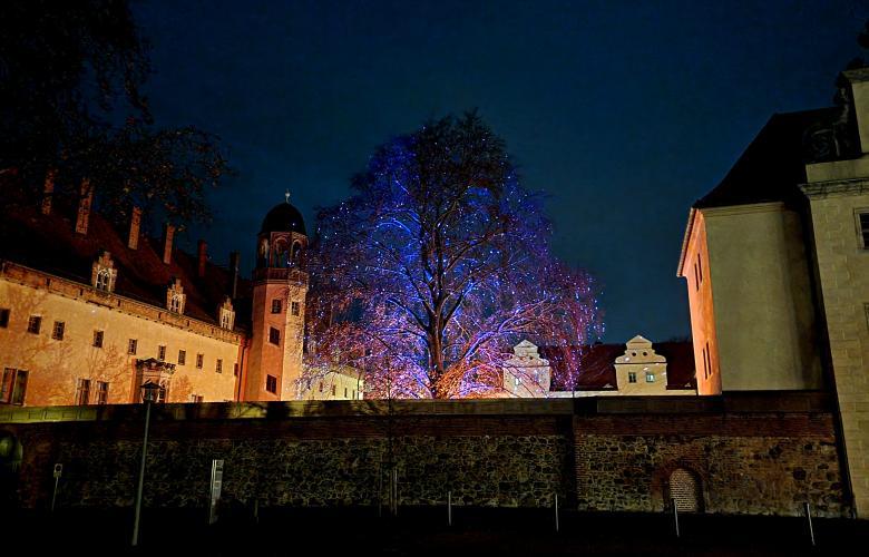Sommerlinde angestrahlt mit einem Laser, lila Licht; im Hintergrund das Lutherhaus