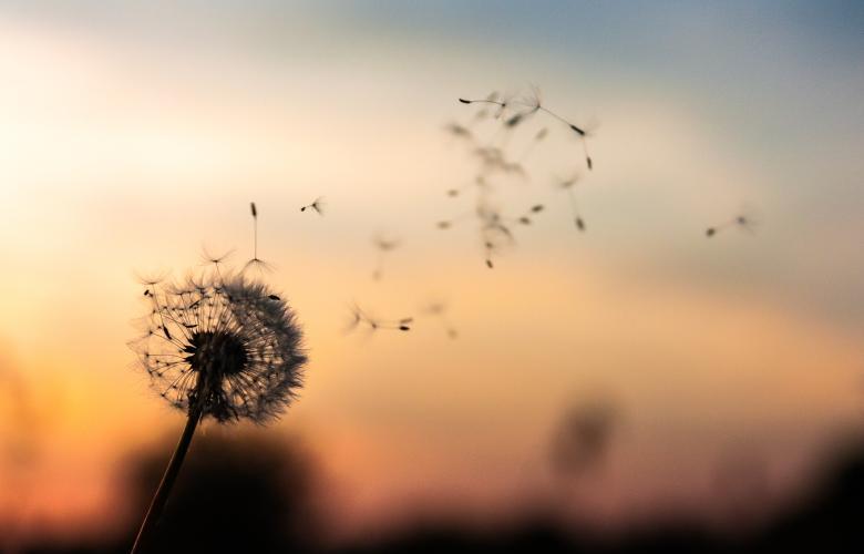 Silhouette einer Pusteblume, Sonnenuntergang