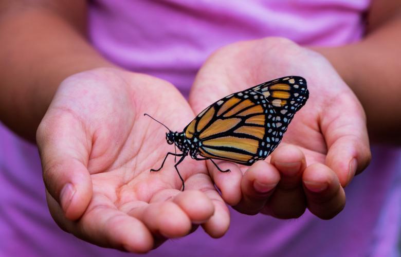 ein Schmetterling sind auf zwei aneinander liegenden Handflächen, im Hintergrund lila Shirt