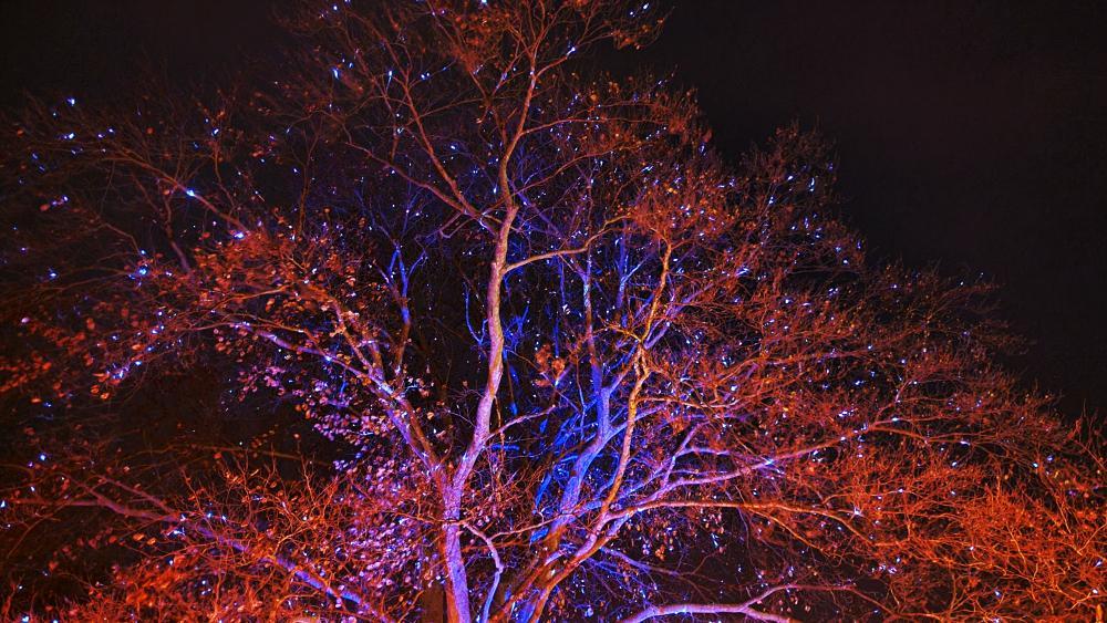Sommerlinde im Winter mit Laser angestrahlt
