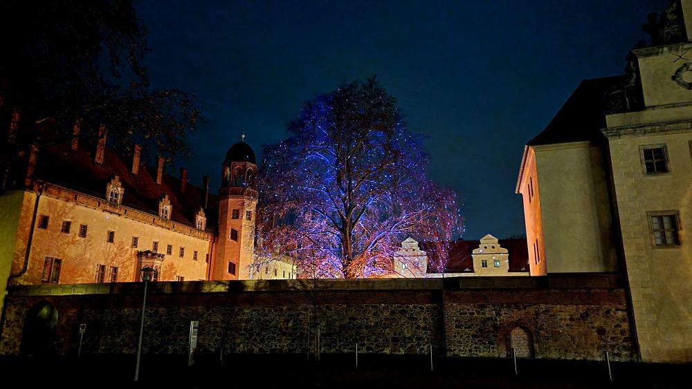 Sommerlinde angestrahlt mit einem Laser, lila Licht; im Hintergrund das Lutherhaus