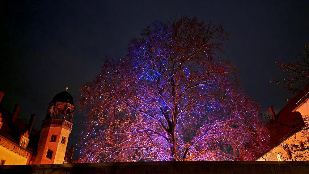 Sommerlinde im Winter, angestrahlt mit Laser, lila Licht, Lutherhaus im Hintergrund