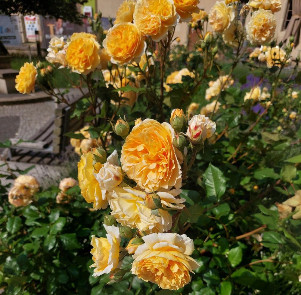 Rosen im Lutherhof Wittenberg