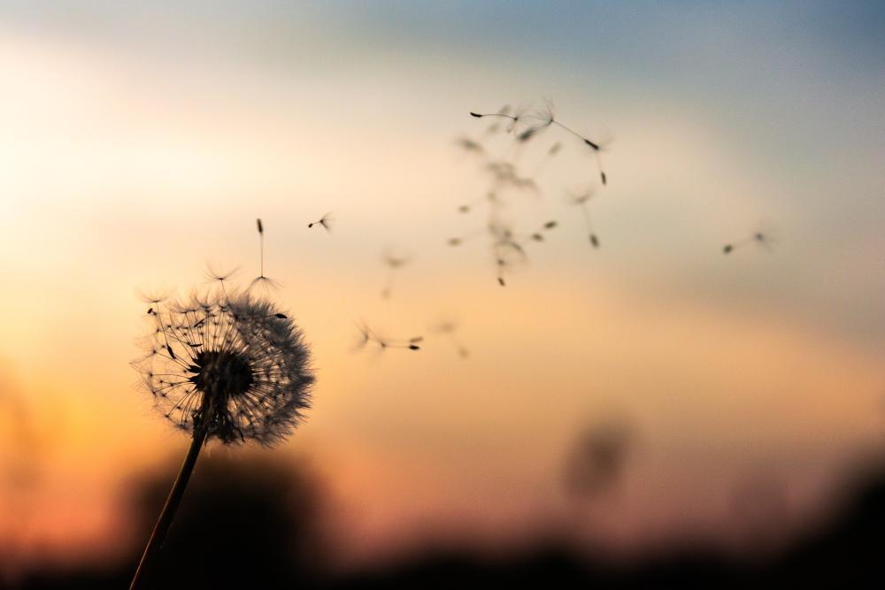 Silhouette einer Pusteblume, Sonnenuntergang
