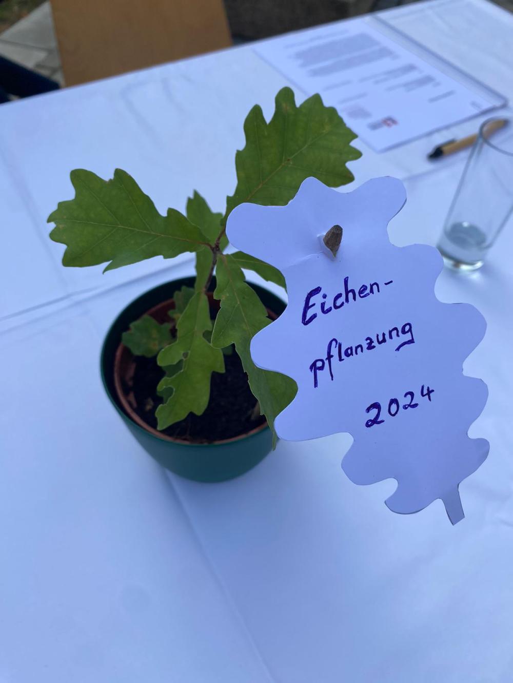 weißer Tisch, Blick von oben auf kleine Grünpflanze